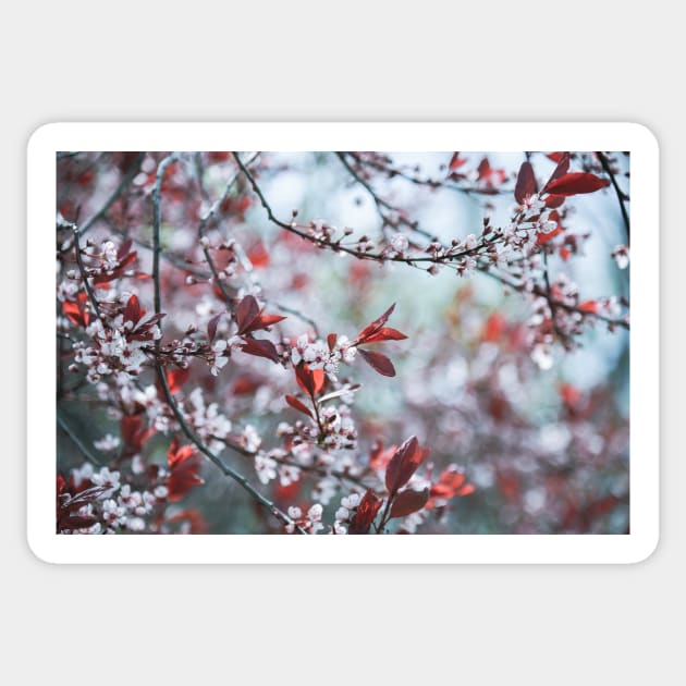 Sakura Cherry Blossoms Springtime Sticker by Amy-K-Mitchell